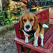 Rio a rejoint le concours — aidez-le/la à gagner de superbes lots ! animal, beagle, bench, canine, curious, dog, fence, grass, greenery, leash, nature, outdoor, park, pet, playful, rustic, stone_wall, sunlight, water_wheel, wooden