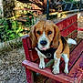 animal, beagle, bench, canine, curious, dog, fence, grass, greenery, leash, nature, outdoor, park, pet, playful, rustic, stone_wall, sunlight, water_wheel, wooden