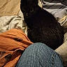 animal, bed, bedding, bedroom, black_cat, blanket, cat, cozy, dark_fur, feline, green_eyes, home, human, indoor, jeans, looking_at_camera, pet, pointed_ears, portrait, sitting