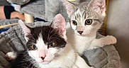 Bandit Et Buzzy a rejoint le concours — aidez-le/la à gagner de superbes lots ! cat, kittens, kitten, pet, animal, black_and_white_cat, gray_cat, white_cat, sitting, cuddling, portrait, close_up, eyes, ears, whiskers, cat_tree, scratching_post, plush_bed, indoor, cute
