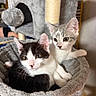 cat, kittens, kitten, pet, animal, black_and_white_cat, gray_cat, white_cat, sitting, cuddling, portrait, close_up, eyes, ears, whiskers, cat_tree, scratching_post, plush_bed, indoor, cute