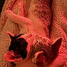Bandit Et Buzzy participe au concours pour gagner de l'argent avec cette photo : cat, pet, animal, upside_down, lying_down, relaxed, sleeping, tongue, paws, whiskers, fur, tabby, black_and_white, blanket, cozy, indoor, close_up, portrait, red_lighting, funny
