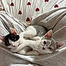 cat, kittens, two_cats, cuddling, sleeping, adorable, fluffy, black_and_white_cat, gray_and_white_cat, animal, pet, feline, indoors, bed, blanket, bedding, heart_pattern, cozy, portrait, close_up
