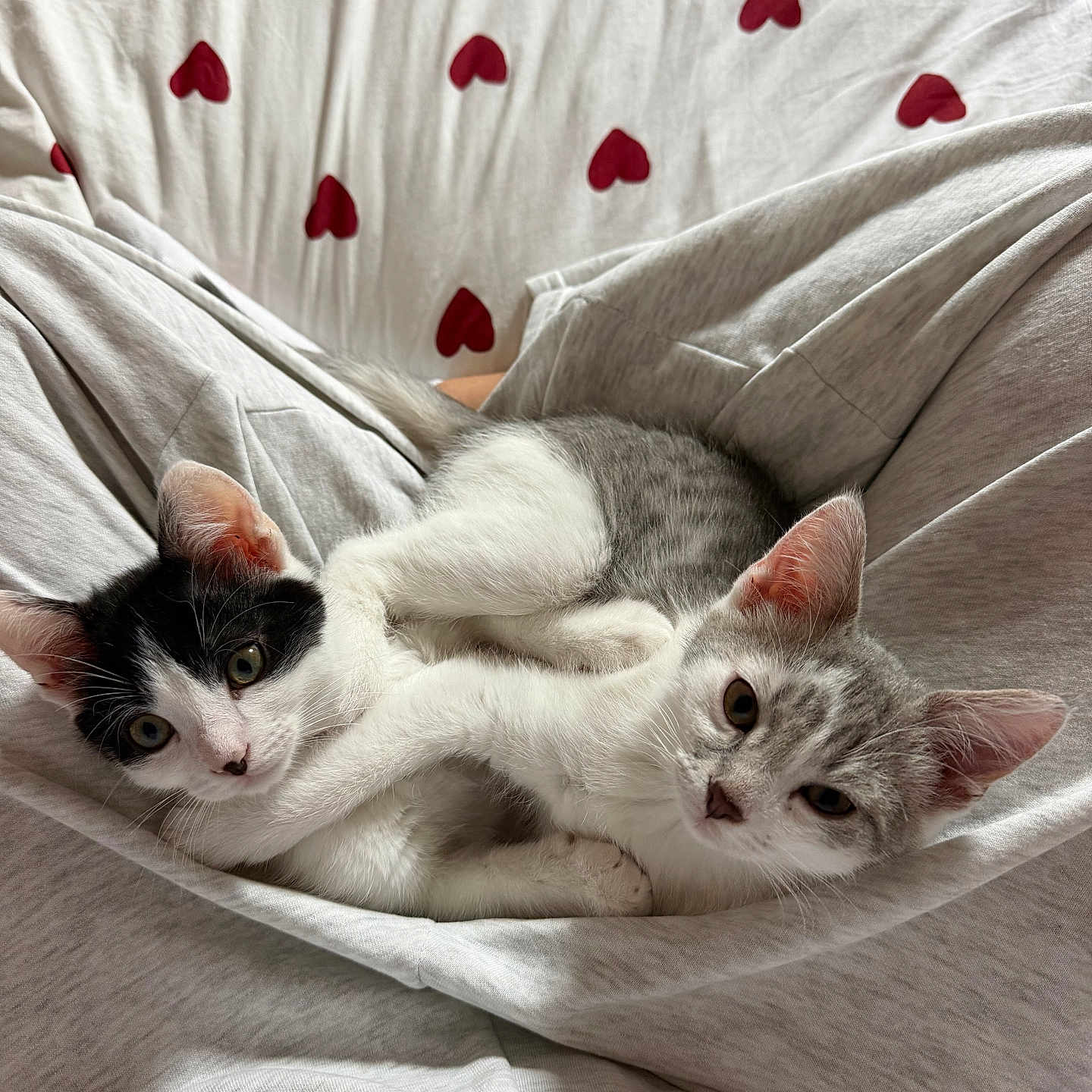Bandit Et Buzzy