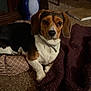 Bugger is registered to the contest to win money with this photo: animal, beagle, black, blanket, brown, carpet, collar, companion, cozy, cute, dog, domestic, ears, face, fur, indoor, laying, pet, pillow, white