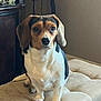 Bugger is registered to the contest to win money with this photo: animal, beagle, black, brown, canine, companion, cushion, cute, dog, domestic, ears, furniture, home, indoor, looking, nose, pet, portrait, sitting, white