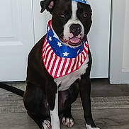Mel is registered to the contest to win money with this photo: accessory, animal, bandana, black_and_white, canine, costume, cute, dog, domestic_animal, door, ears, floor, four_legs, hat, indoor, looking_at_camera, patriotic, pet, portrait, sitting