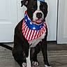 accessory, animal, bandana, black_and_white, canine, costume, cute, dog, domestic_animal, door, ears, floor, four_legs, hat, indoor, looking_at_camera, patriotic, pet, portrait, sitting