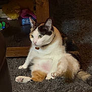 Cleopatra joined the competition — help win amazing prizes! cat, calico_cat, pet, feline, sitting, shag_rug, carpet, indoor, coffee_table, toys, plush_toy, collar, tag, whiskers, paws, relaxed, portrait, home, cute, chubby_cat