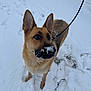 alert, animal, black_nose, canine, cold, cute, dog, ears, footprints, fur, german_shepherd, leash, muzzle, nature, outdoor, pet, snow, standing, walking, winter
