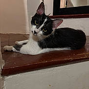 Fleur a rejoint le concours — aidez-le/la à gagner de superbes lots ! animal, black_and_white, cat, closeup, curious, cute, domestic, ears, feline, floor, fur, head_tilt, house, indoor, looking_at_camera, pet, portrait, resting, stairs, whiskers