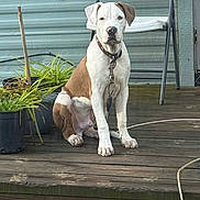 Junior joined the competition — help win amazing prizes! animal, brown, calm, canine, collar, daylight, dog, fence, leash, looking_at_camera, metal_chair, outdoor, pet, plant, porch, potted_plants, sitting, white, wooden_floor, yard