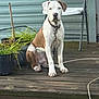 animal, brown, calm, canine, collar, daylight, dog, fence, leash, looking_at_camera, metal_chair, outdoor, pet, plant, porch, potted_plants, sitting, white, wooden_floor, yard