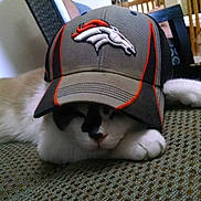 Koda is registered to the contest to win money with this photo: animal, cap, cat, couch, cozy, cute, denver_broncos, feline, furniture, hat, home, indoor, living_room, paw, pet, relaxed, resting, sleepy, striped_fur, white_paw
