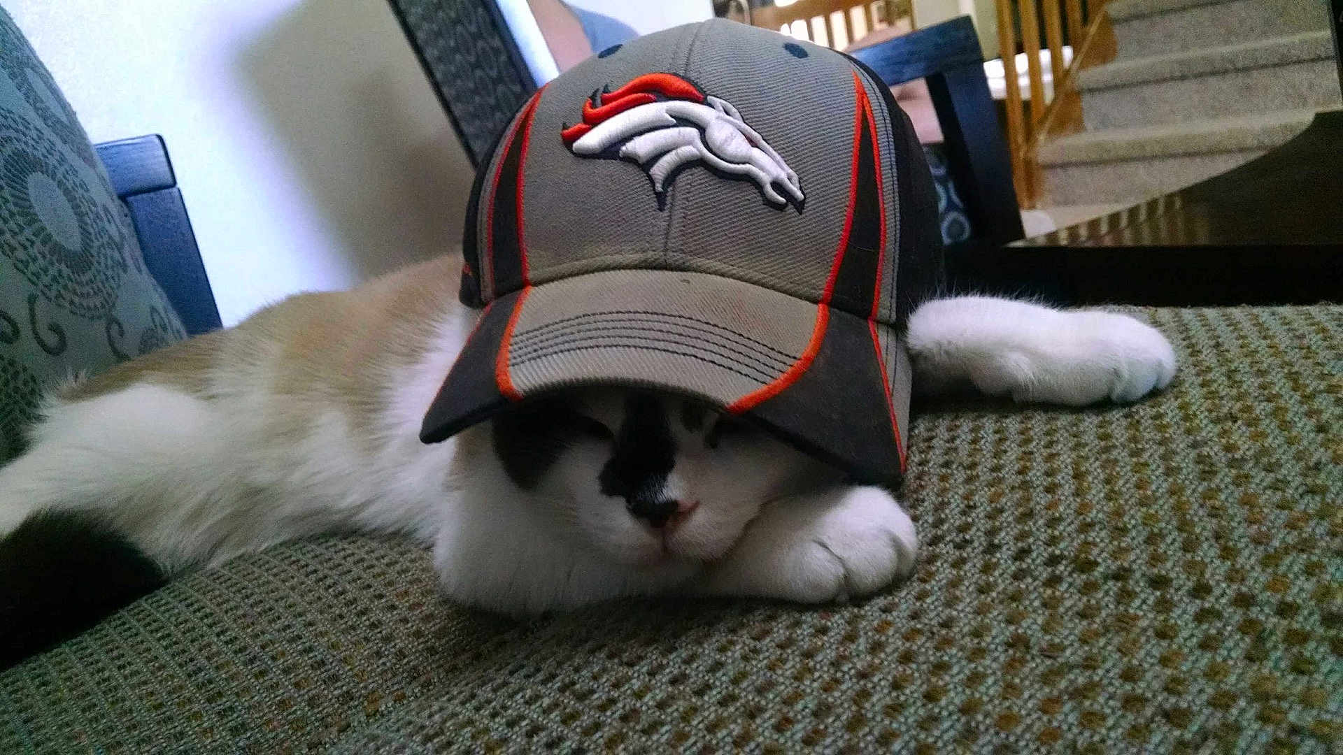 Koda is registered to the contest to win money with this photo: animal, cap, cat, couch, cozy, cute, denver_broncos, feline, furniture, hat, home, indoor, living_room, paw, pet, relaxed, resting, sleepy, striped_fur, white_paw