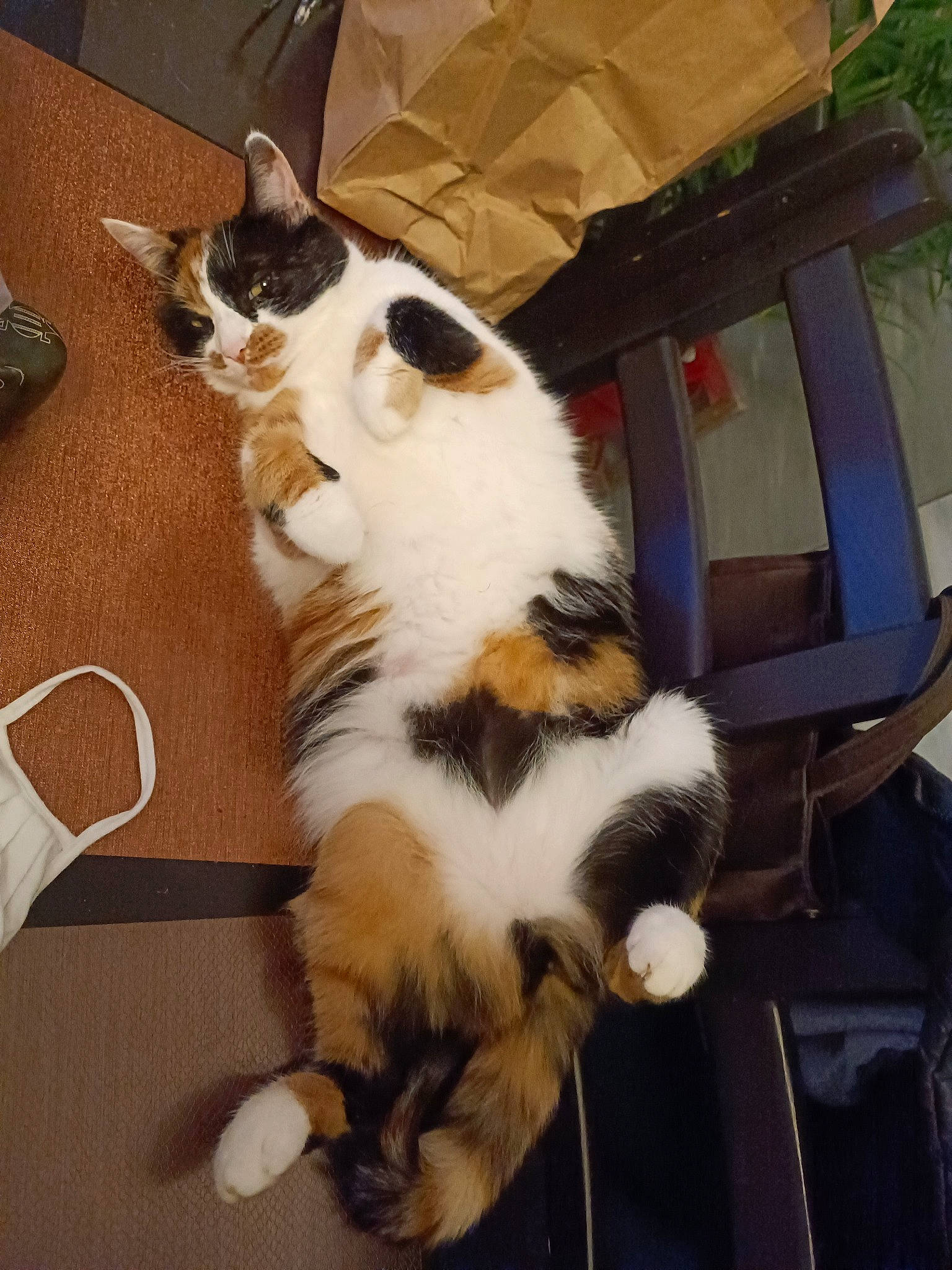 Noisette a rejoint le concours — aidez-le/la à gagner de superbes lots ! carnivore, cat, claw, comfort, domestic_short_haired_cat, felidae, flooring, foot, fur, hardwood, lap, paw, sitting, small_to_medium_sized_cats, snout, tail, whiskers, windshield, wood