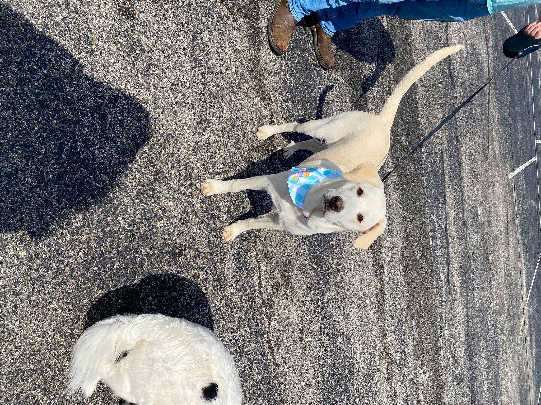 Belle joined the competition — help win amazing prizes! blue, canidae, carnivore, collar, companion_dog, dog, dog_breed, dog_supply, electric_blue, fashion_accessory, grey, leash, mammal, pet_supply, shadow, snout, sporting_group, tail, white, wood