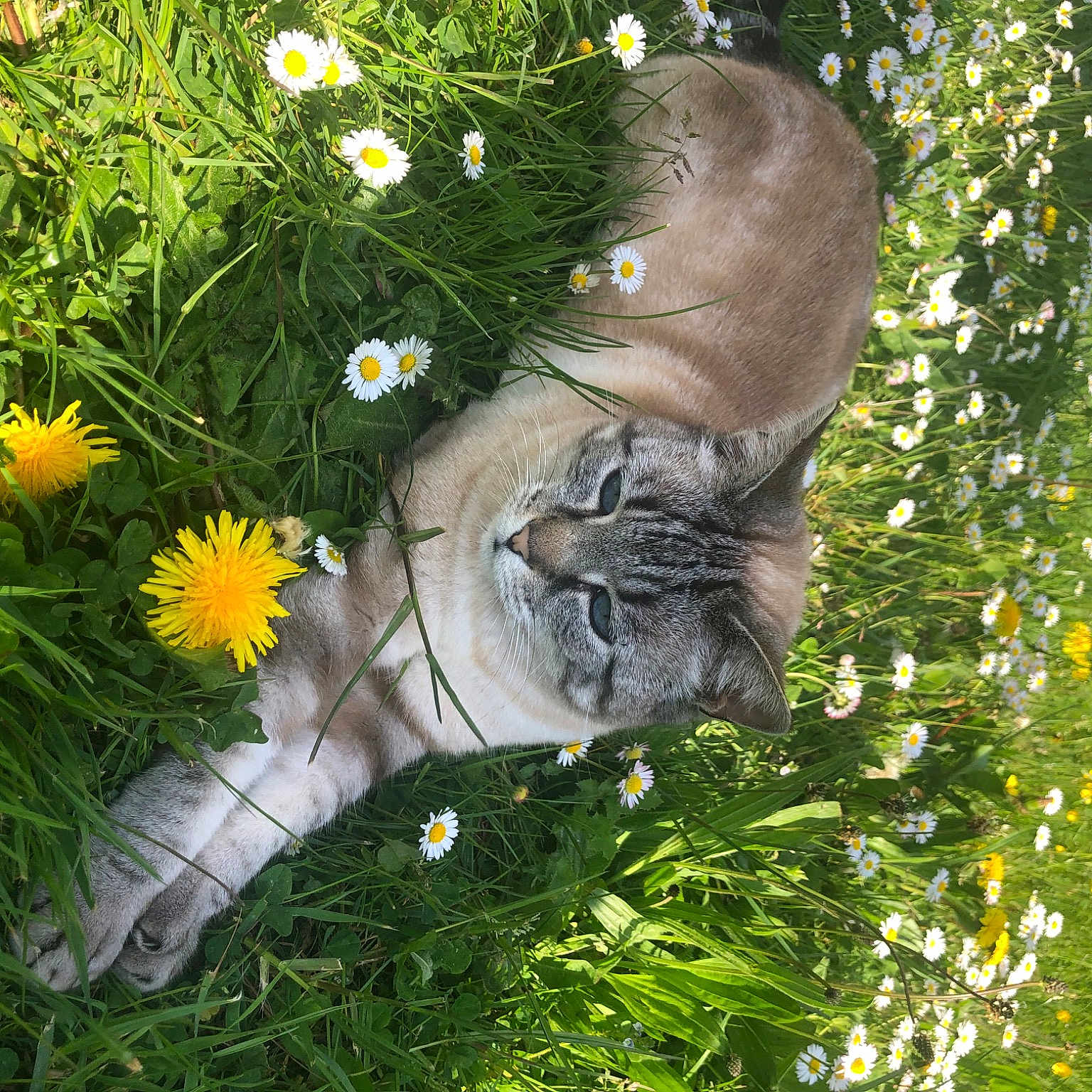 Mia