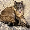 animal, cat, collar, cute, domestic_cat, ears, feline, fluffy_blanket, indoor, paw_shaped_tag, paws, pet, relaxed, resting, sleepy, soft_texture, striped_tail, tabby, tag, whiskers