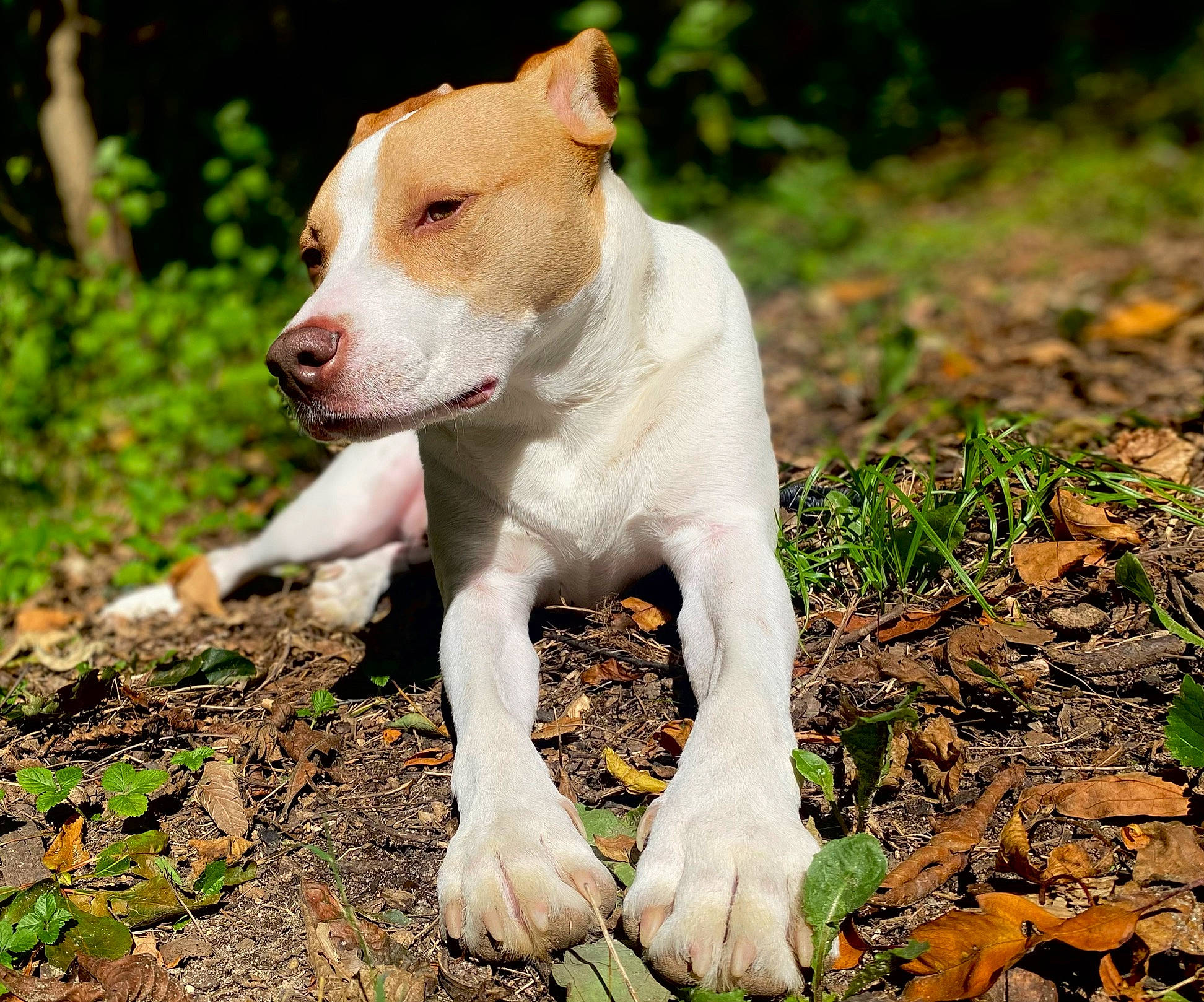 Marly is registered to the contest to win money with this photo: canidae, carnivore, collar, companion_dog, dog, dog_breed, dog_collar, fawn, grass, groundcover, hunting_dog, non_sporting_group, plant, soil, sporting_group, street_dog, tail, terrestrial_animal, terrier, working_animal