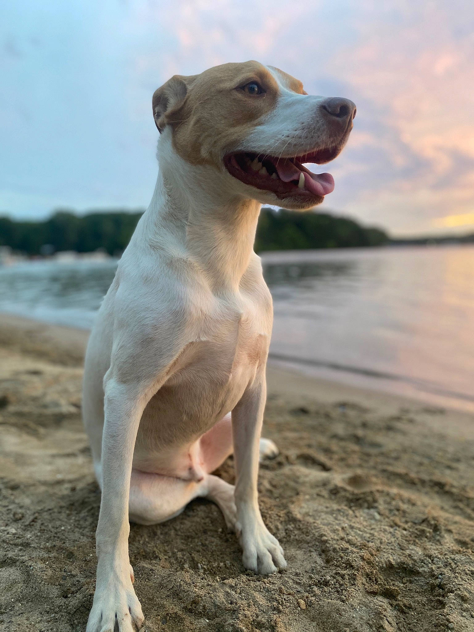 Marly joined the competition — help win amazing prizes! beach, canidae, carnivore, cloud, collar, companion_dog, dog, dog_breed, fawn, liquid, liver, ocean, sky, snout, sporting_group, tail, terrestrial_animal, water, whiskers, working_animal