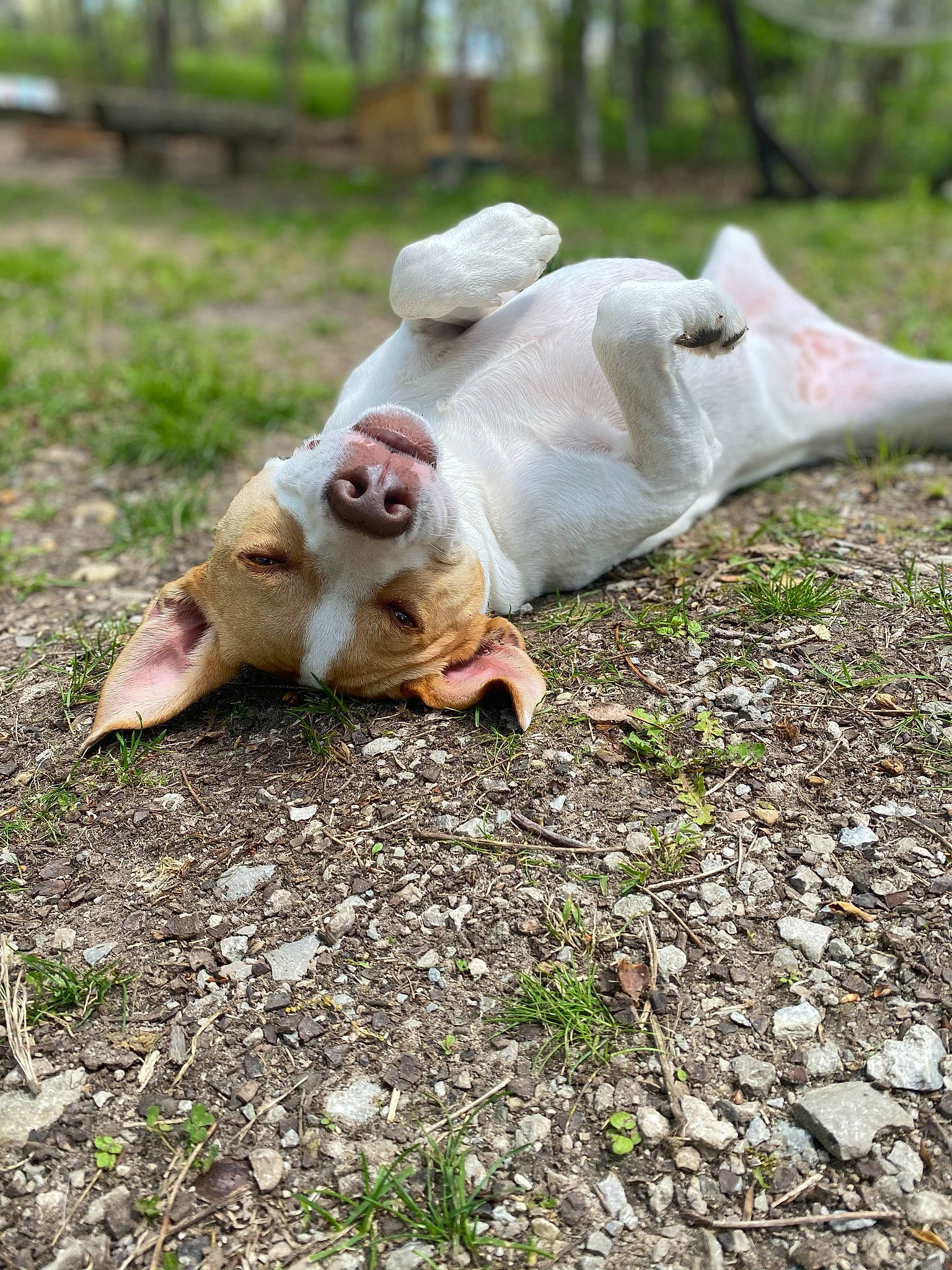 Marly is registered to the contest to win money with this photo: canidae, companion_dog, dog_breed, fawn, grass, macaque, paw, primate, rhesus_macaque, seabird, snout, soil, sporting_group, tail, terrestrial_animal, tree, wildlife