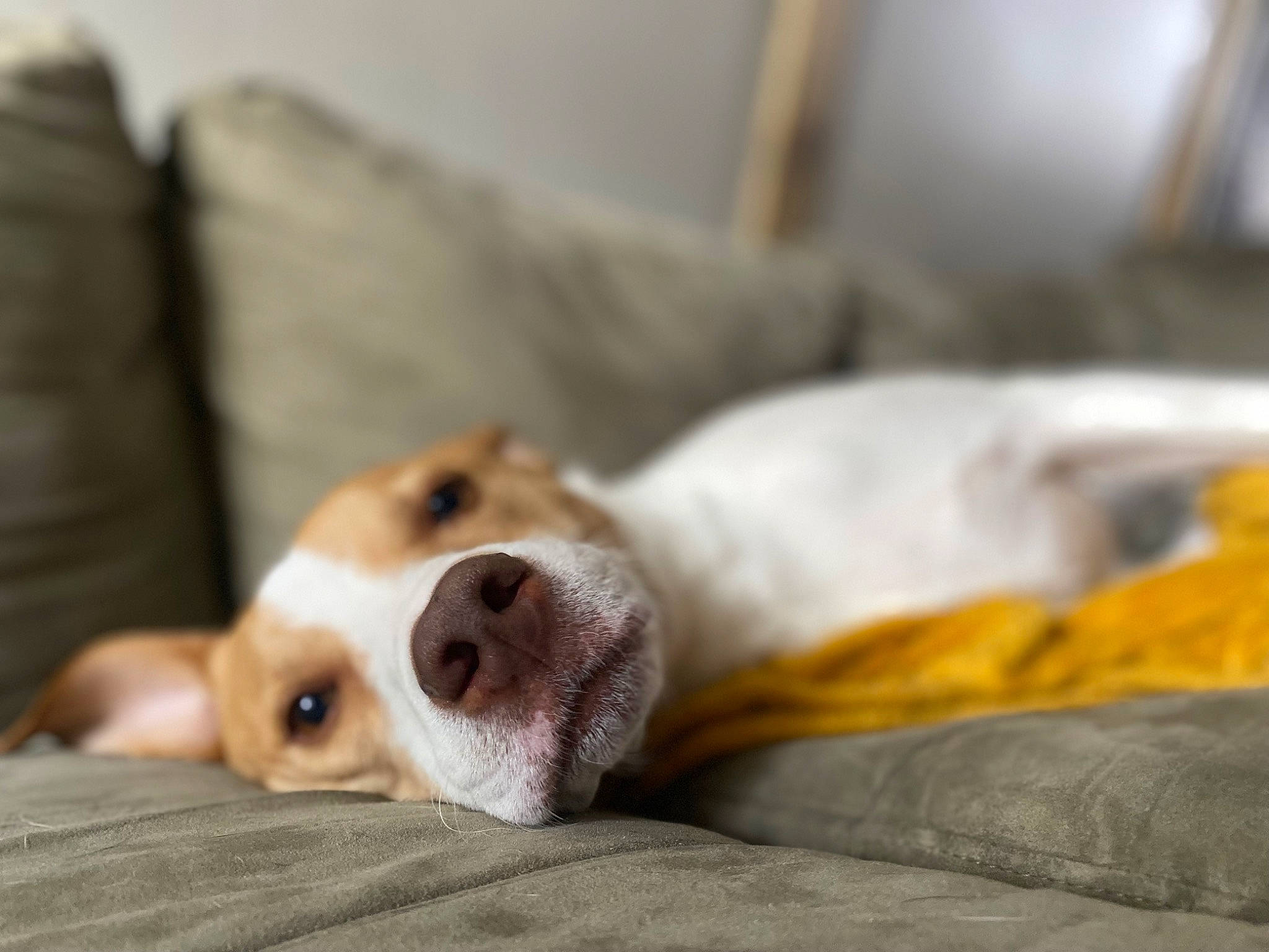 Marly is registered to the contest to win money with this photo: beagle, carnivore, comfort, companion_dog, couch, dog, dog_bed, dog_breed, dog_supply, fur, linens, non_sporting_group, paw, retriever, small_to_medium_sized_cats, street_dog, terrestrial_animal, welsh_corgi, whiskers, working_animal
