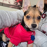 Niko is registered to the contest to win money with this photo: dog, puppy, red_shirt, pet, indoor, person, hoodie, waterfall_painting, couch, curious, closeup, lap, cozy, casual_clothing, black_and_tan, small_dog, cute, companion, relaxed, home