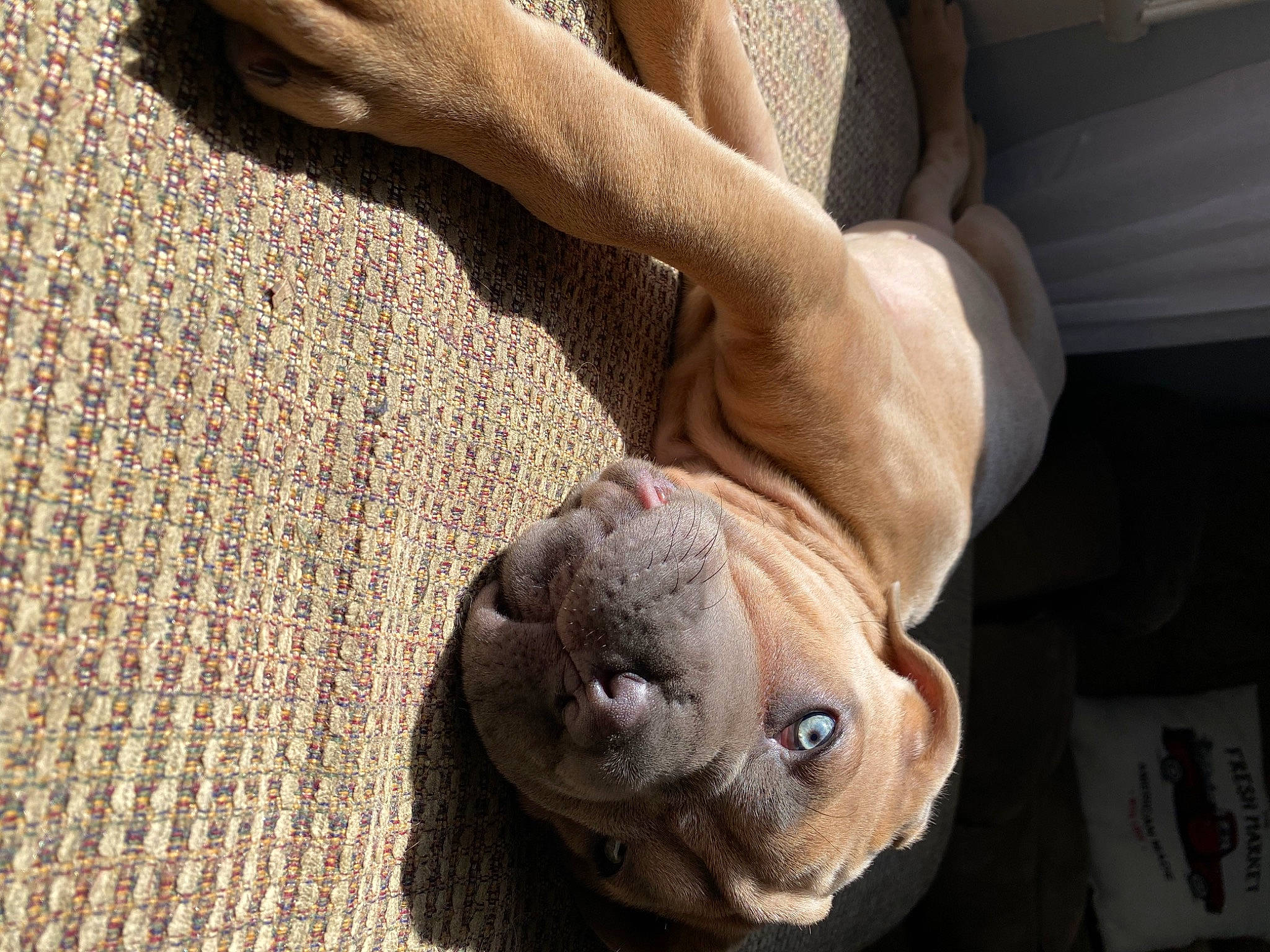 Liberty Belle is registered to the contest to win money with this photo: canidae, carnivore, dog, dog_breed, fawn, french_bulldog, non_sporting_group, pug, puppy, snout, sphynx, sporting_group, weimaraner, wrinkle