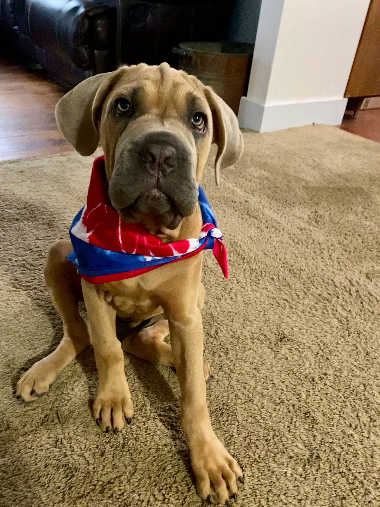 Liberty Belle is registered to the contest to win money with this photo: american_mastiff, bandog, boerboel, bullmastiff, canidae, carnivore, companion_dog, dog, dog_breed, dog_collar, english_mastiff, fawn, korean_mastiff, mammal, molosser, rare_breed_dog, snout, sporting_group, vertebrate, working_dog