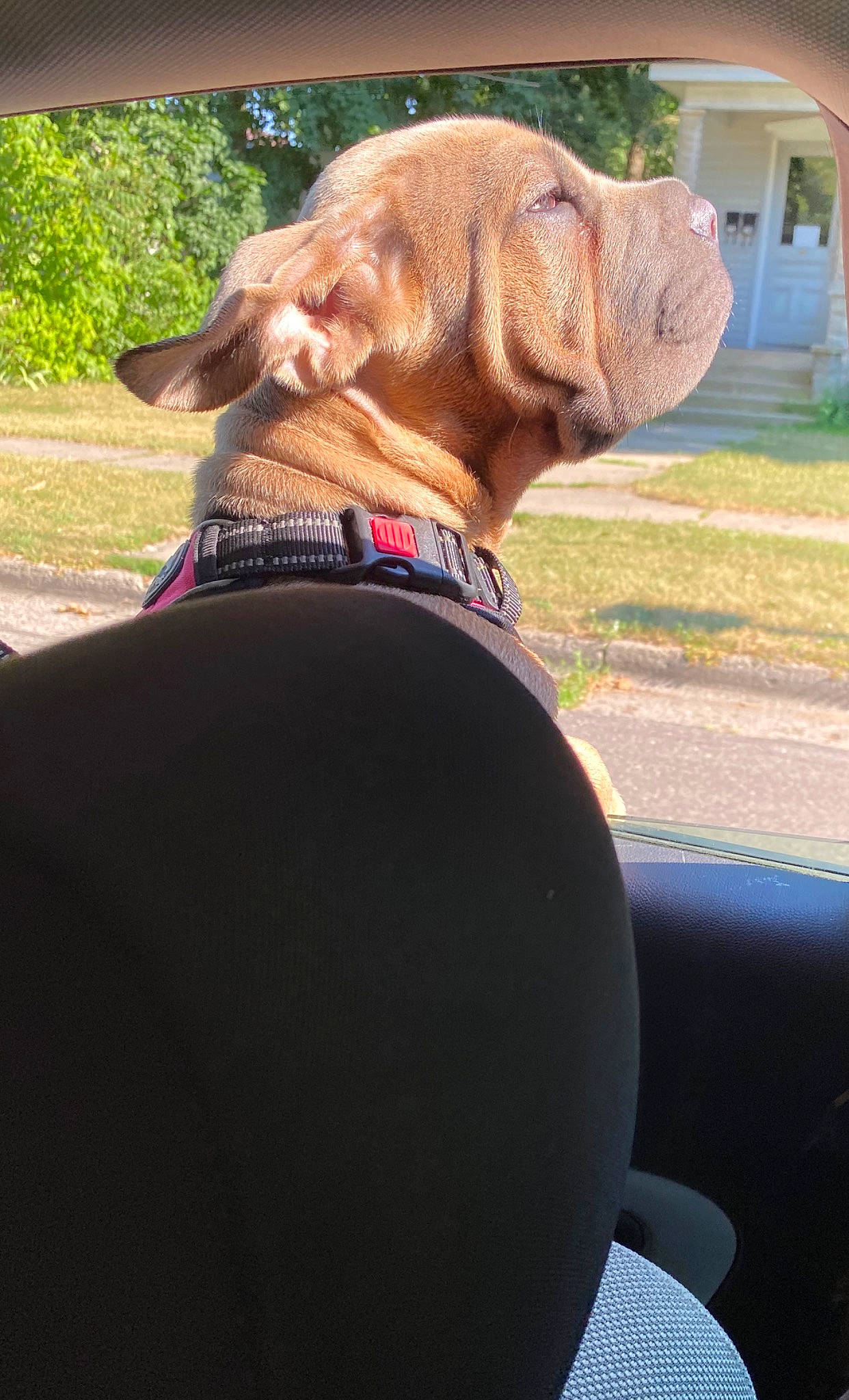 Liberty Belle joined the competition — help win amazing prizes! canidae, carnivore, companion_dog, dog, dog_breed, fawn, labrador_retriever, puppy, snout, sporting_group, vizsla, weimaraner