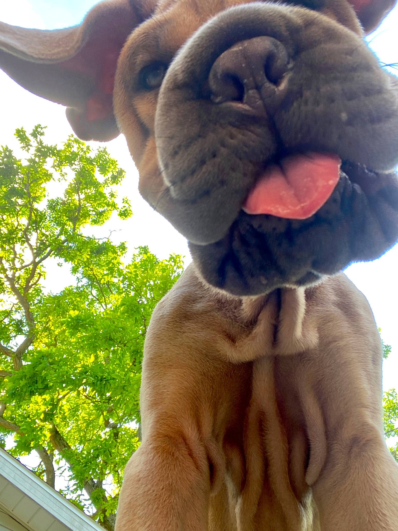 Liberty Belle is registered to the contest to win money with this photo: canidae, carnivore, companion_dog, dog, dog_breed, ear, fawn, fur, non_sporting_group, shar_pei, snout, sporting_group, textile, wrinkle