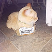 Cledus joined the competition — help win amazing prizes! cat, cardboard_box, floor, tile, blur, motion_blur, indoor, pet, animal, dog, background, collar, brown_cat, furniture_leg, home, cute, small_box, playful, domestic, funny