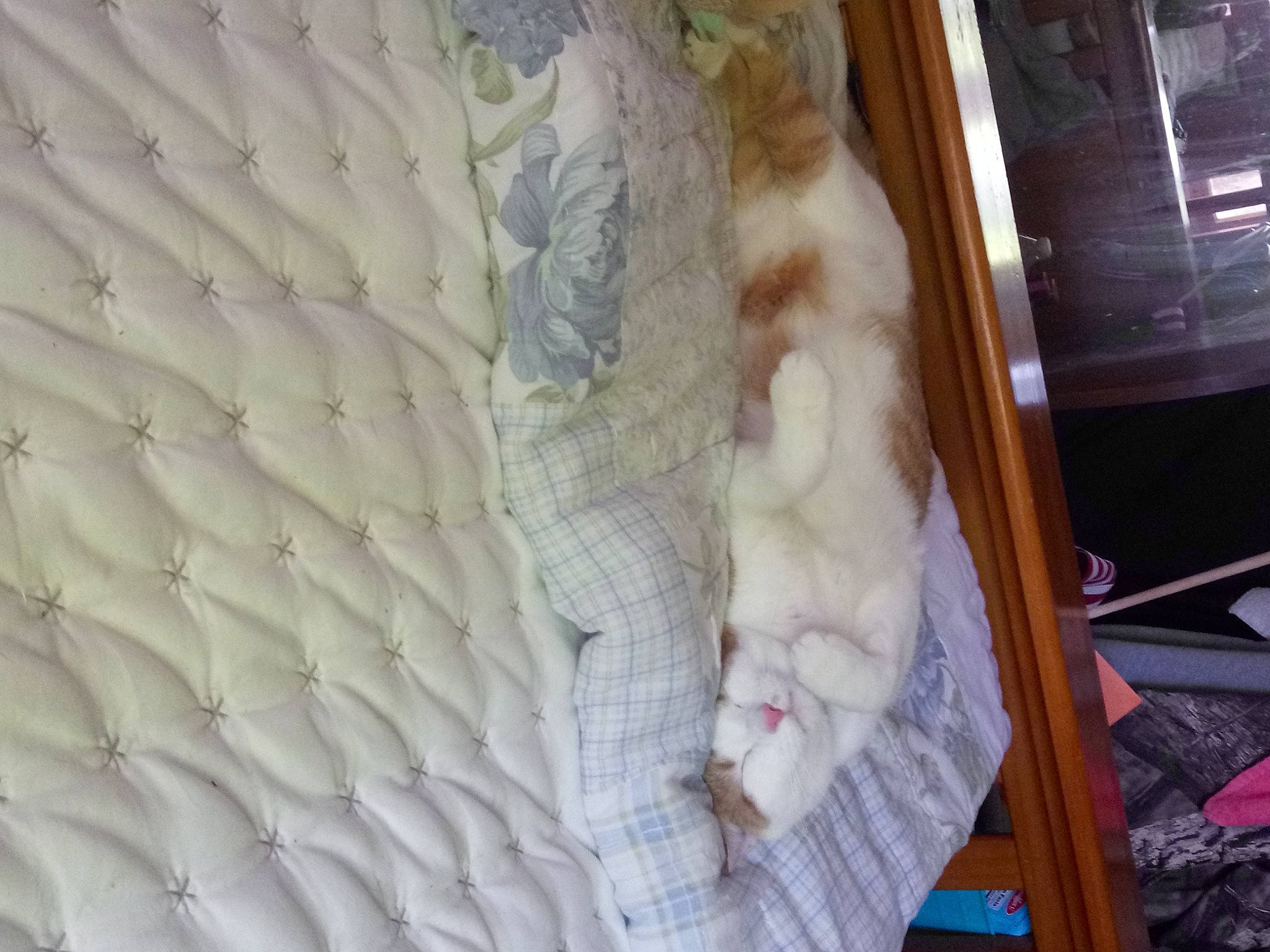 Dream is registered to the contest to win money with this photo: bedding, carnivore, cat, comfort, domestic_short_haired_cat, duvet, felidae, flooring, fur, knitting, linens, pattern, small_to_medium_sized_cats, tail, textile, thread, whiskers, wood, wool, woven_fabric