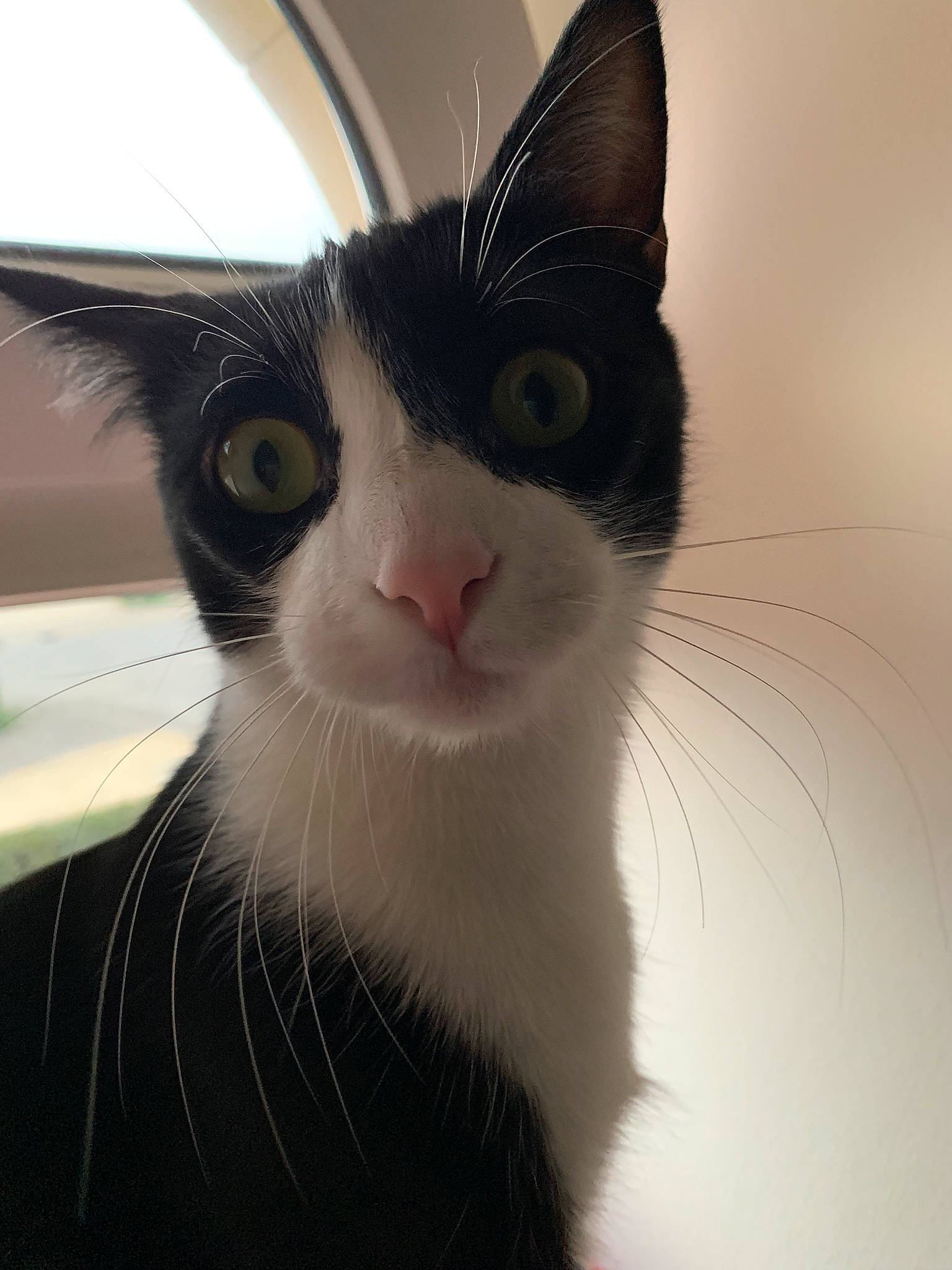 Figlio participe au concours pour gagner de l'argent avec cette photo : carnivore, cat, close_up, domestic_short_haired_cat, ear, felidae, fur, small_to_medium_sized_cats, snout, tail, terrestrial_animal, whiskers