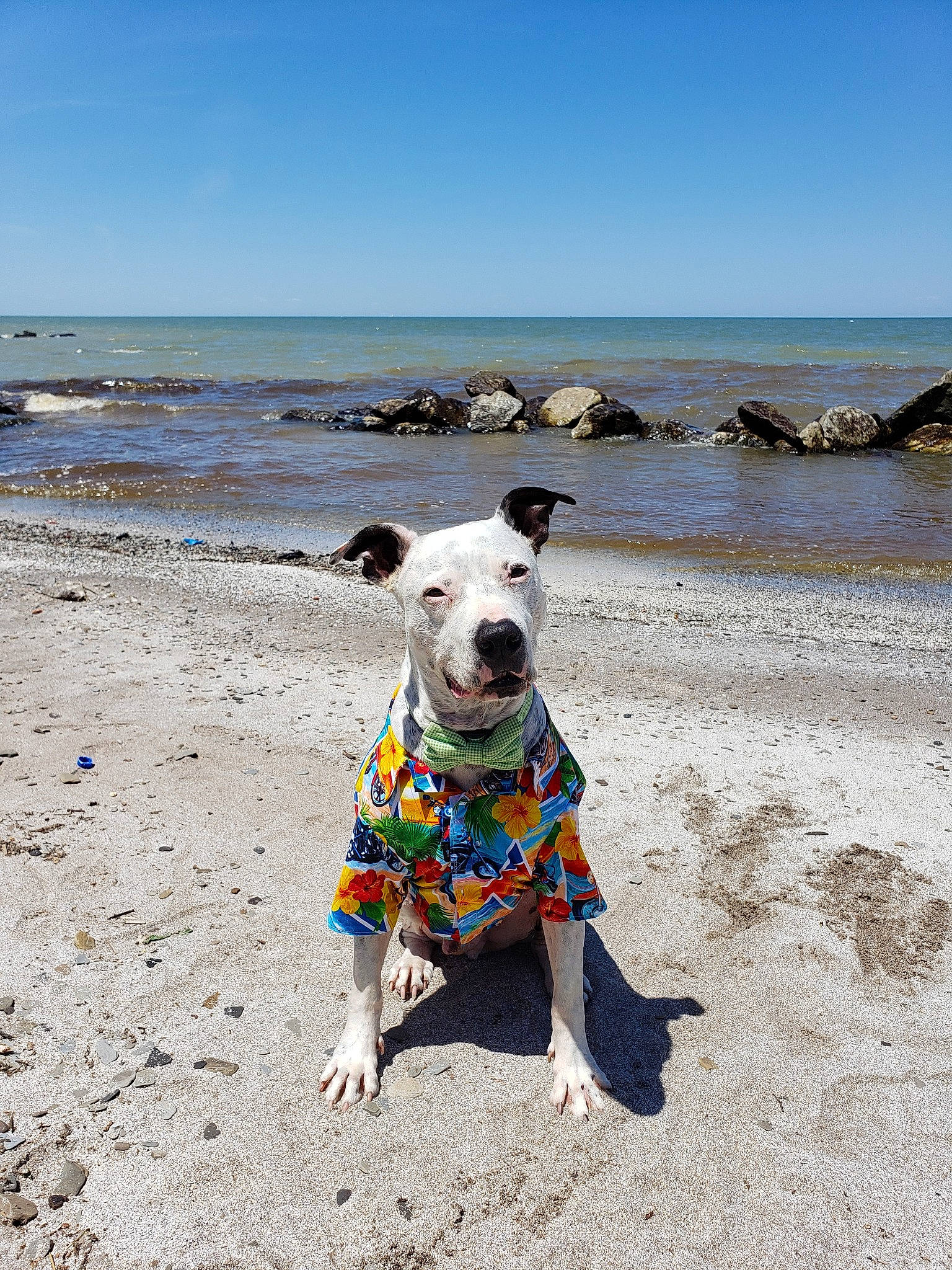 Haze is registered to the contest to win money with this photo: beach, canidae, carnivore, coast, coastal_and_oceanic_landforms, dog, dog_breed, dog_walking, fawn, jack_russell_terrier, non_sporting_group, ocean, sand, sea, shore, sky, terrier, tourism, vacation