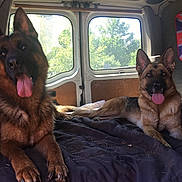 Mabrook Et Mandy a rejoint le concours — aidez-le/la à gagner de superbes lots ! belgian_shepherd, belgian_shepherd_malinois, bohemian_shepherd, canidae, carnivore, dog, dog_breed, east_european_shepherd, german_shepherd_dog, king_shepherd, kunming_wolfdog, mammal, old_german_shepherd_dog, police_dog, rare_breed_dog, shiloh_shepherd_dog, vertebrate