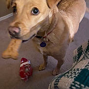 Honey joined the competition — help win amazing prizes! animal, blanket, bone, brown_dog, canine, carpet, closeup, collar, cute, dog, domestic, floor, fur, home, indoor, looking, pet, playful, tag, toy