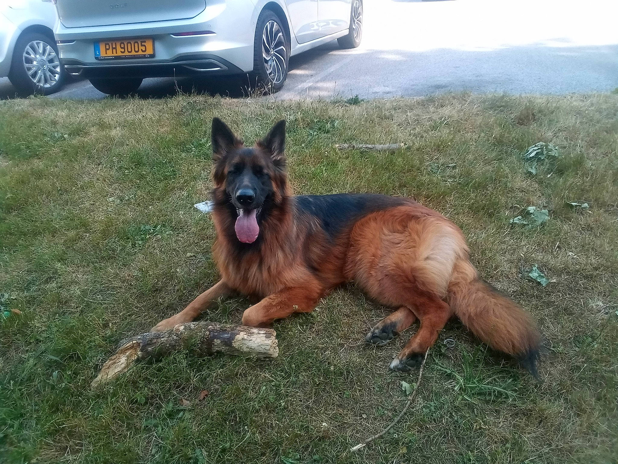 Rixy a rejoint le concours — aidez-le/la à gagner de superbes lots ! automotive_parking_light, automotive_tire, car, carnivore, dog, dog_breed, fender, german_shepherd_dog, grass, herding_dog, hood, hubcap, king_shepherd, liver, old_german_shepherd_dog, tire, vehicle, vehicle_door, vehicle_registration_plate, wheel