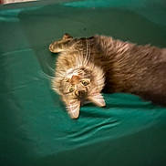 Soborn is registered to the contest to win money with this photo: cat, ginger_cat, pet, animal, feline, sleepy, upside_down, lying_down, whiskers, face, eyes, ears, fur, orange_fur, teal_blanket, bed, cozy, indoor, portrait, relaxed