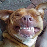 Ollie is registered to the contest to win money with this photo: dog, pet, lying_down, teeth, smile, canine, closeup, face, ears, tongue, mouth, sleeping, funny, animal, domestic_animal, fur, nose, resting, cute, expression