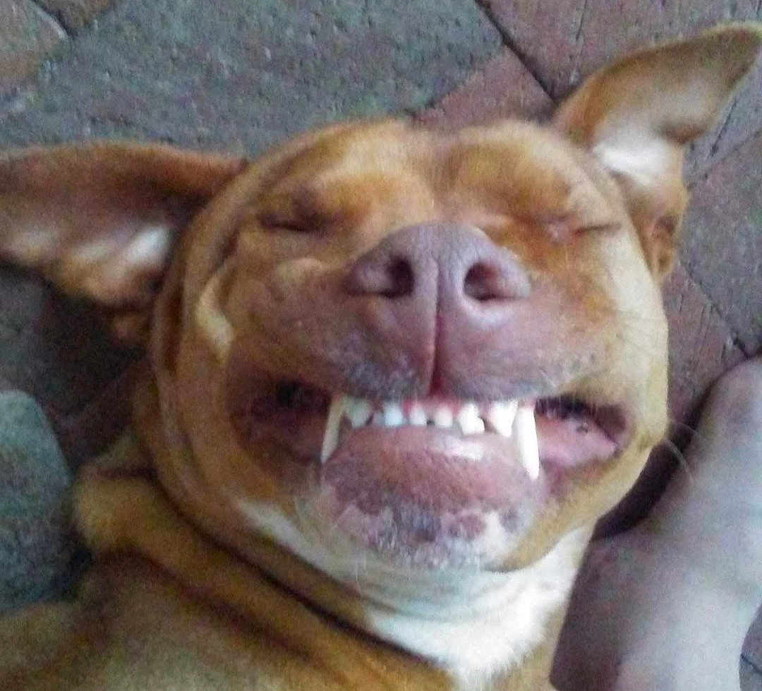Ollie is registered to the contest to win money with this photo: dog, pet, lying_down, teeth, smile, canine, closeup, face, ears, tongue, mouth, sleeping, funny, animal, domestic_animal, fur, nose, resting, cute, expression