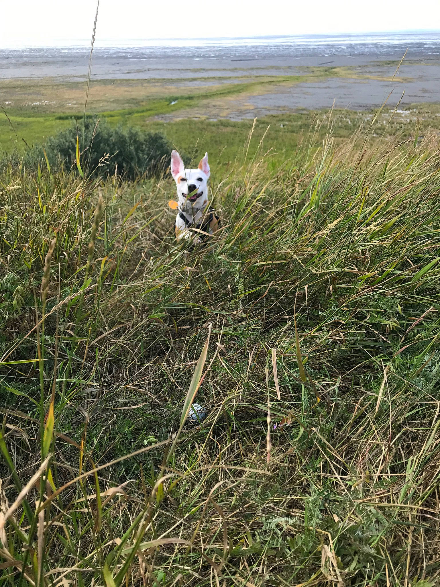 Charlie is registered to the contest to win money with this photo: canidae, carnivore, dog, field_trial, grass, grass_family, grassland, hunting_dog, meadow, pasture, plant, prairie, sporting_group