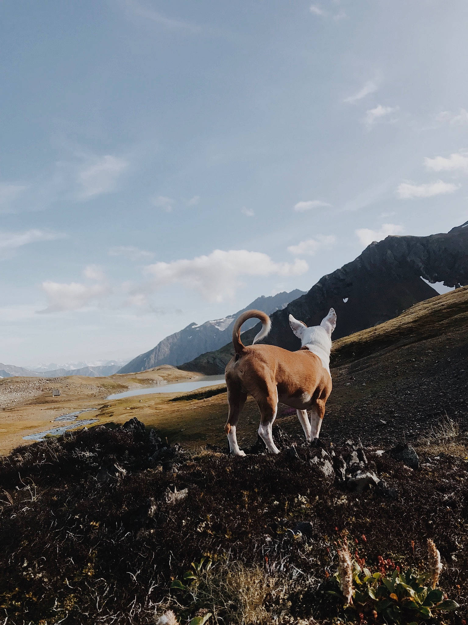 Charlie joined the competition — help win amazing prizes! canidae, carnivore, dog, dog_breed, fawn, goat, goats, hill, mountain, sky, tundra