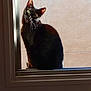 animal, black_cat, cat, curious, daylight, ears, face, fur, green_eyes, head_tilt, indoor, looking, pet, shadow, sitting, sunlight, texture, wall, whiskers, window