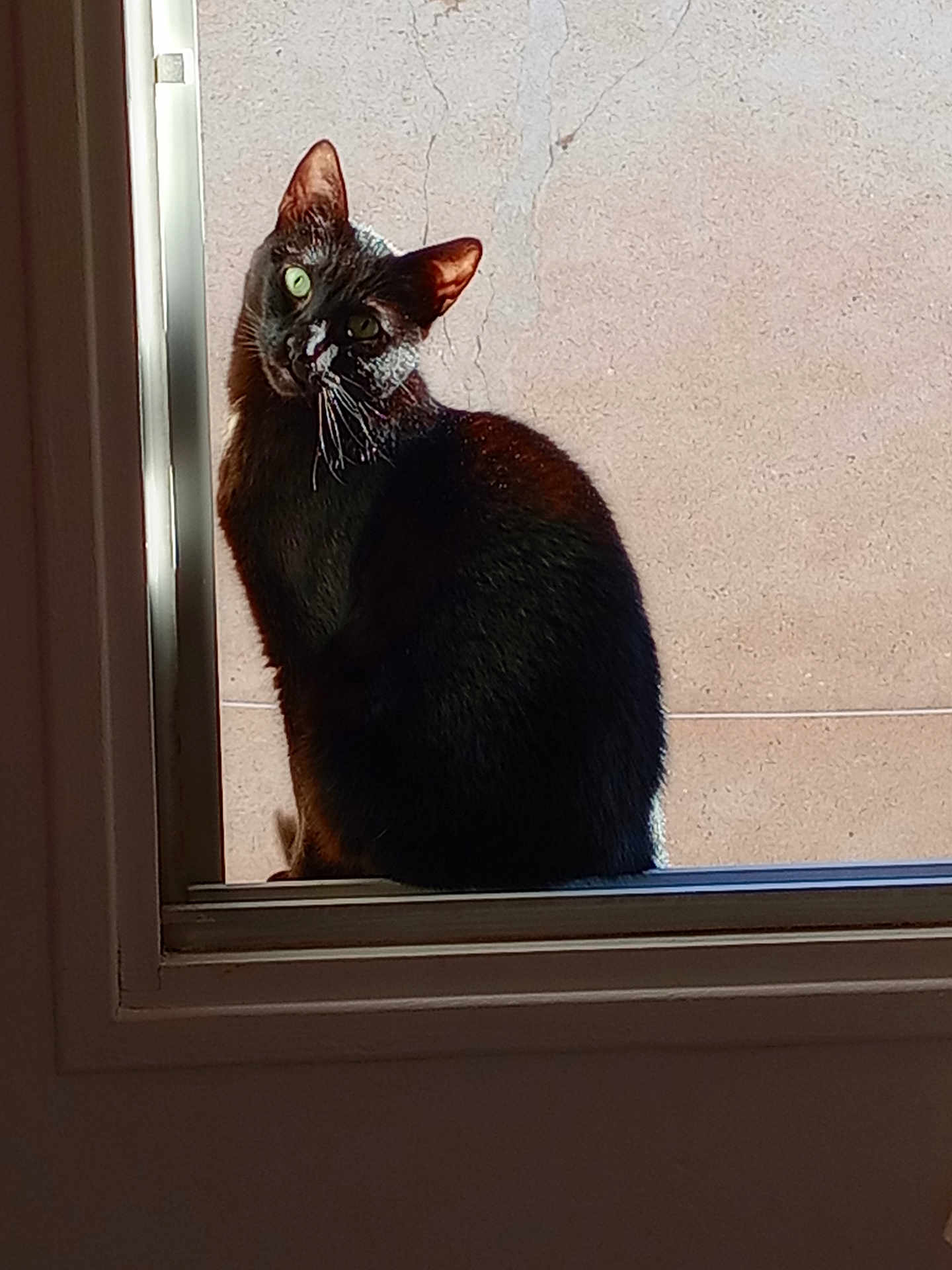 Yoda