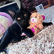 Oliver is registered to the contest to win money with this photo: cat, kitten, black_cat, stuffed_toy, teddy_bear, plush, carpet, rug, indoor, pet, paw, whiskers, eyes, pink, heart_pattern, cozy, cuddle, closeup, home_interior, playful
