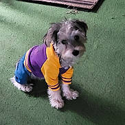 Chiko joined the competition — help win amazing prizes! dog, puppy, clothing, hoodie, purple, yellow, blue, carpet, indoor, pet, sitting, fur, small_dog, looking_up, welcome_mat, floor, cute, animal, domestic_animal, canine