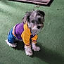 dog, puppy, clothing, hoodie, purple, yellow, blue, carpet, indoor, pet, sitting, fur, small_dog, looking_up, welcome_mat, floor, cute, animal, domestic_animal, canine