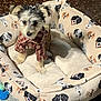 Chiko joined the competition — help win amazing prizes! dog, puppy, plaid_shirt, dog_bed, patterned_bed, indoor, pet, fur, curious, small_dog, cute, animal, cozy, resting, looking_up, floor, plush, fabric, brown, white